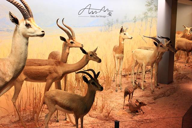 自然历史博物馆