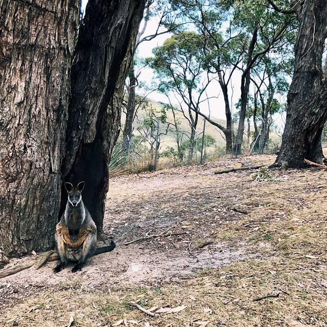 克莱兰德野生动物园
