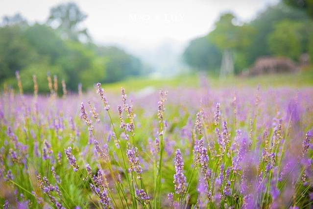 玉原薰衣草公园