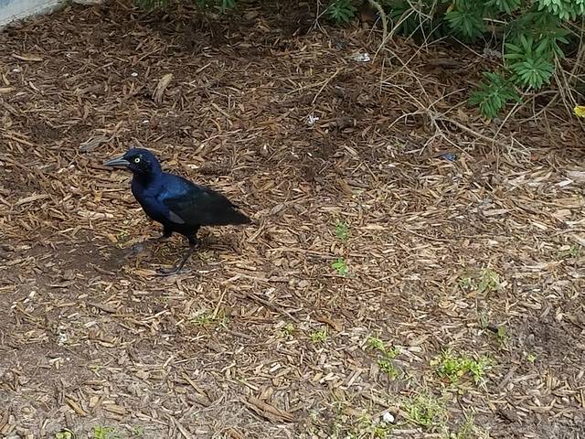 休斯敦奥特莱斯