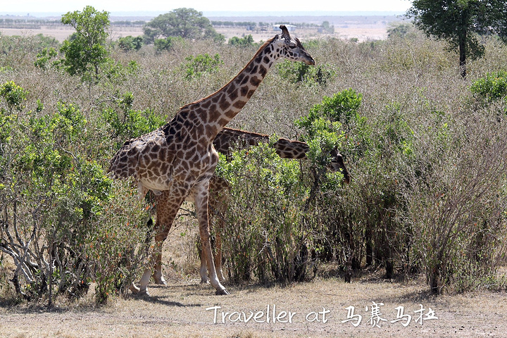 斑点鬣狗 Spotted Hyaena (Fisi) 在大多数公园都