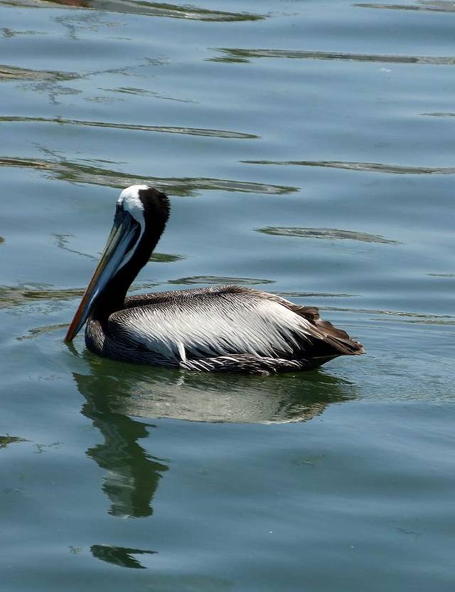 帕拉卡斯国家保护区