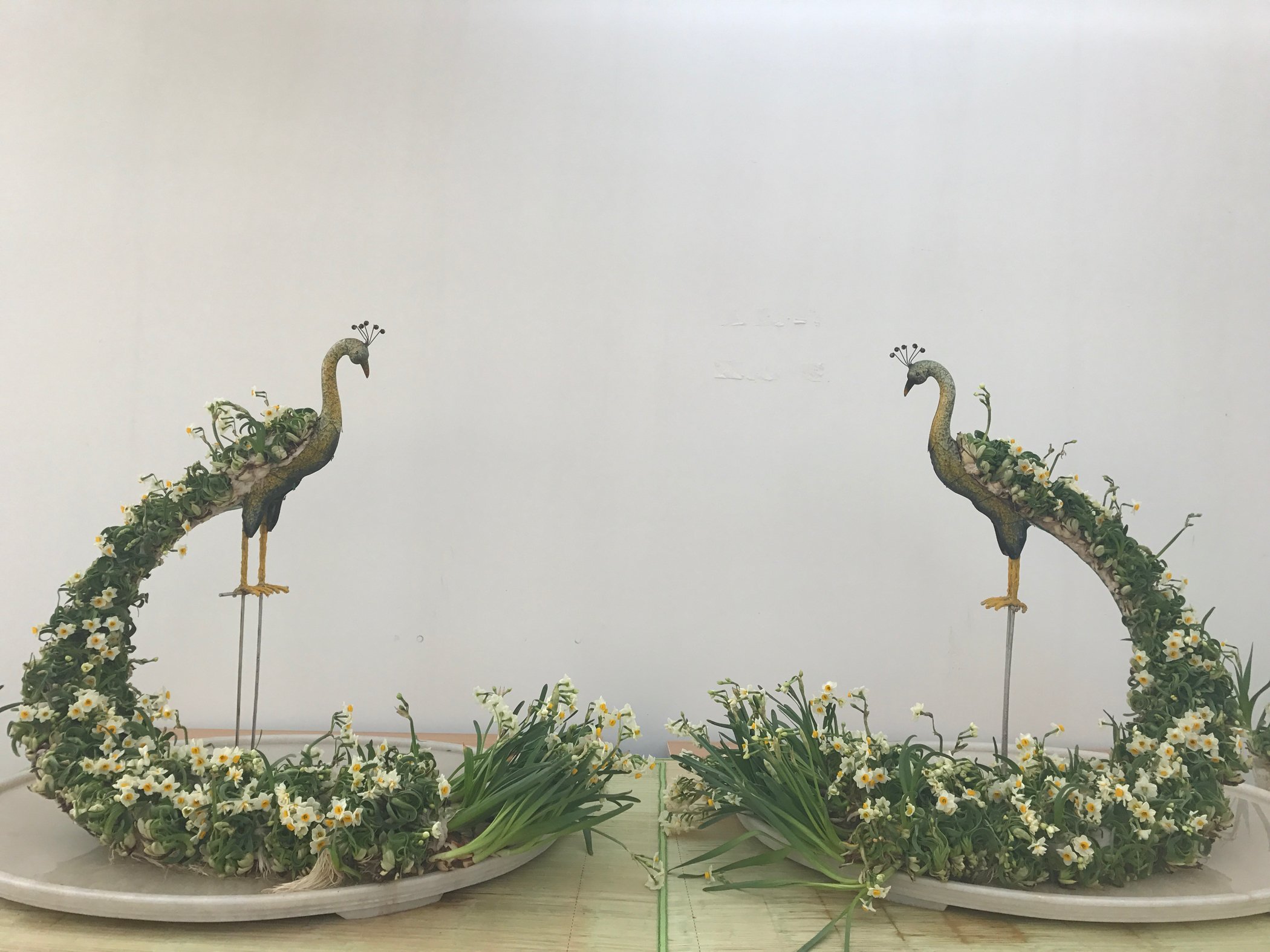 水仙花--孔雀东南飞