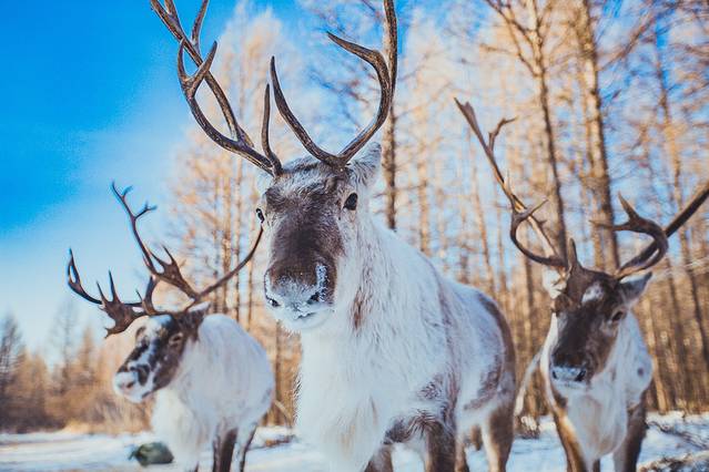 敖鲁古雅驯鹿乡