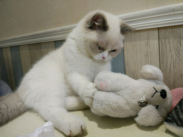 猫吃人也不能饿着,因刚才在胡同里已吃了大羊