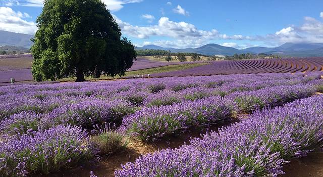走遍澳大利亚 之 塔斯马尼亚 |Explore the poss