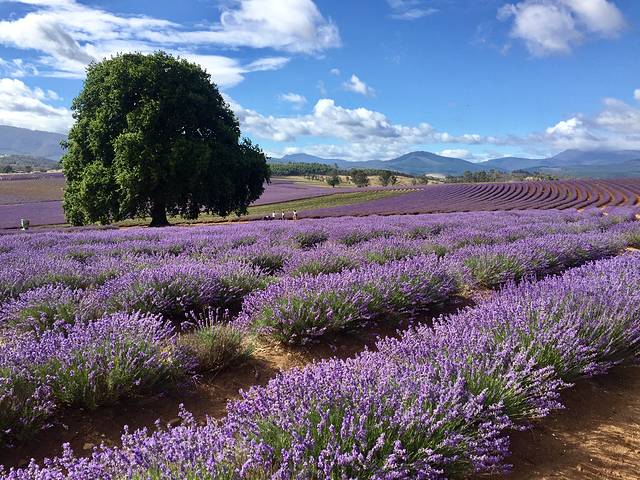 飘丝薰衣草庄园