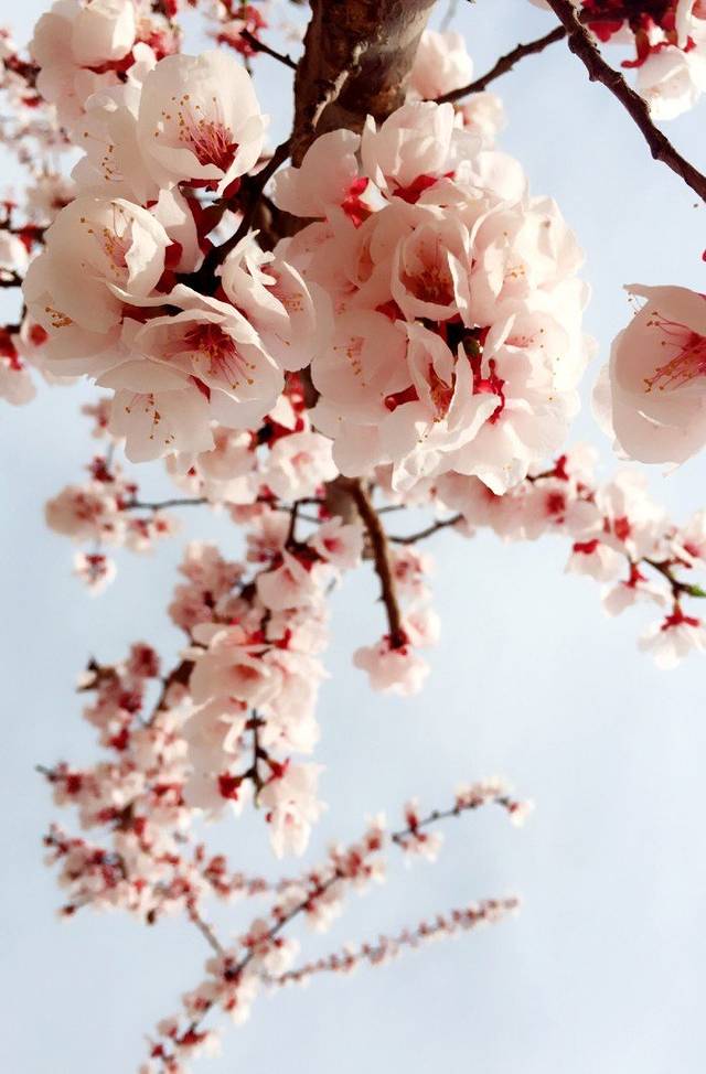 托克逊夏乡万亩杏花园