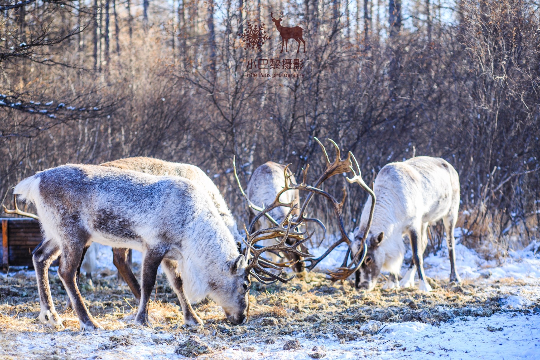 2024敖鲁古雅驯鹿之乡游玩攻略,我觉得也很好看喃.but,我们.