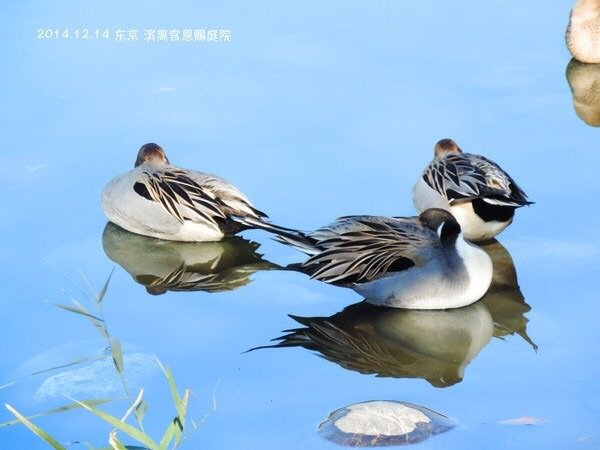 滨离宫恩赐庭园