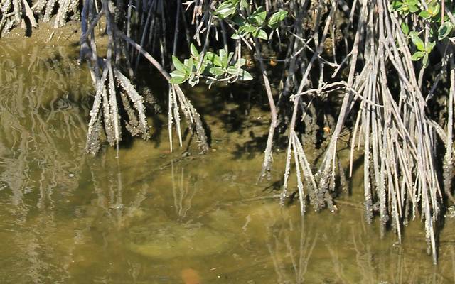 河西红树林公园