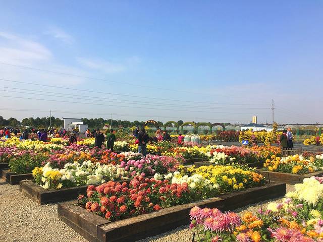 南京湖熟现代农业示范区