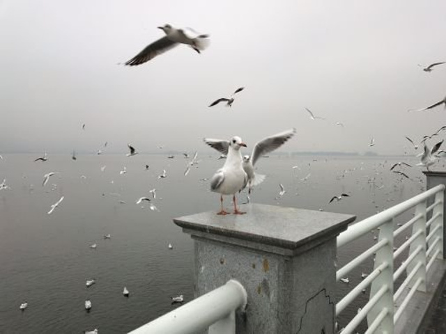 "_海埂大坝"的评论图片