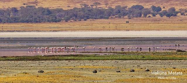 恩戈罗恩戈罗自然保护区