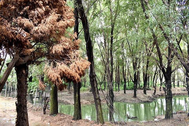 大宋官窑(金水路)
