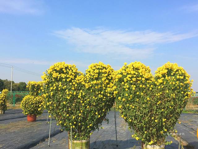 南京湖熟现代农业示范区