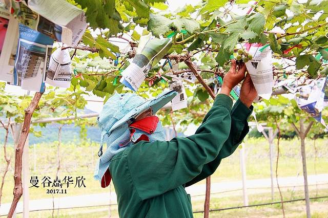 华欣山丘葡萄园