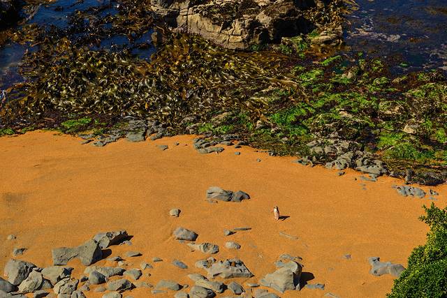 黄眼企鹅保护区