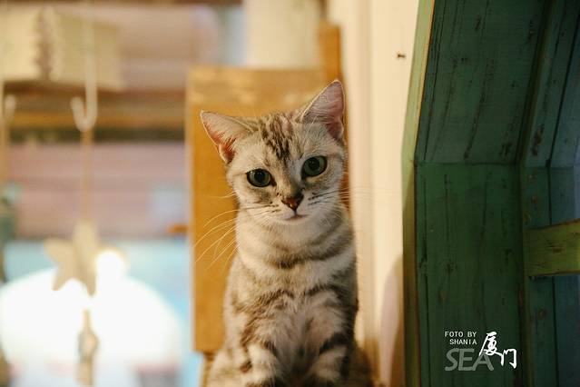 厦门猫咪博物馆(思明南路店)