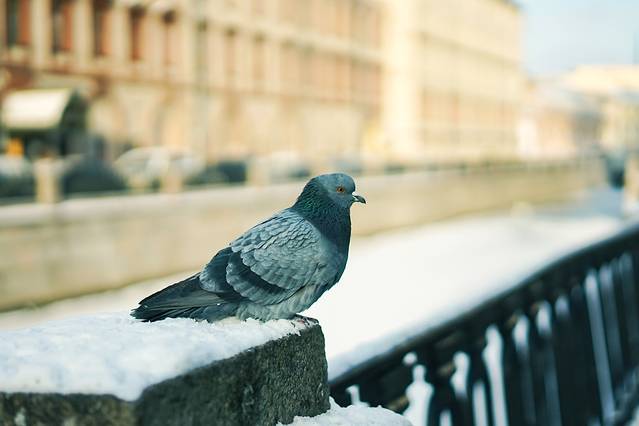 亚历山大·涅夫斯基修道院