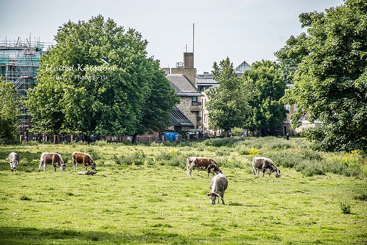 2018伦敦游玩攻略,伦敦交通\/住宿\/行程\/美食\/购