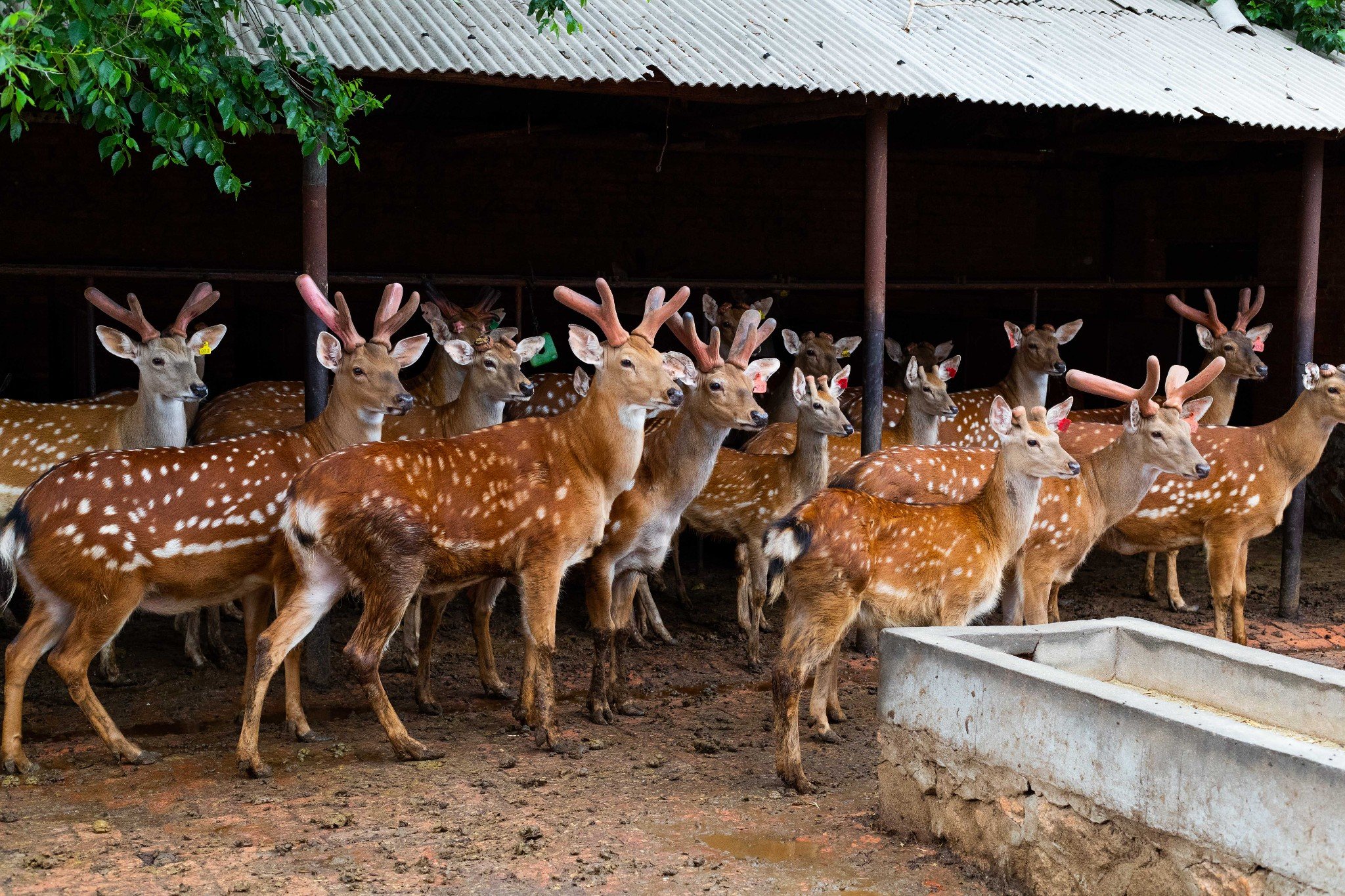 2023鹿乡镇金鹿鹿产品经销部购物,鹿乡镇最特别的就是被称为" .