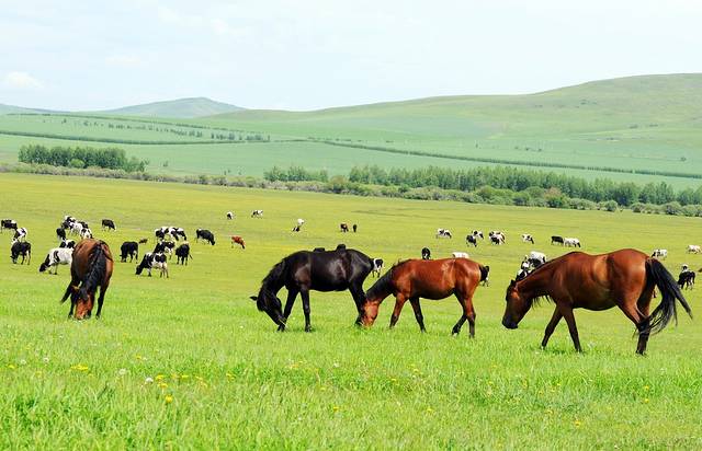 呼伦贝尔大草原
