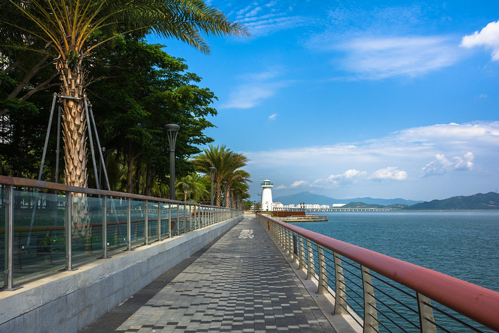 因为那时候不限制自行车,人也很少,想怎么骑都是可以的_深圳湾公园"的