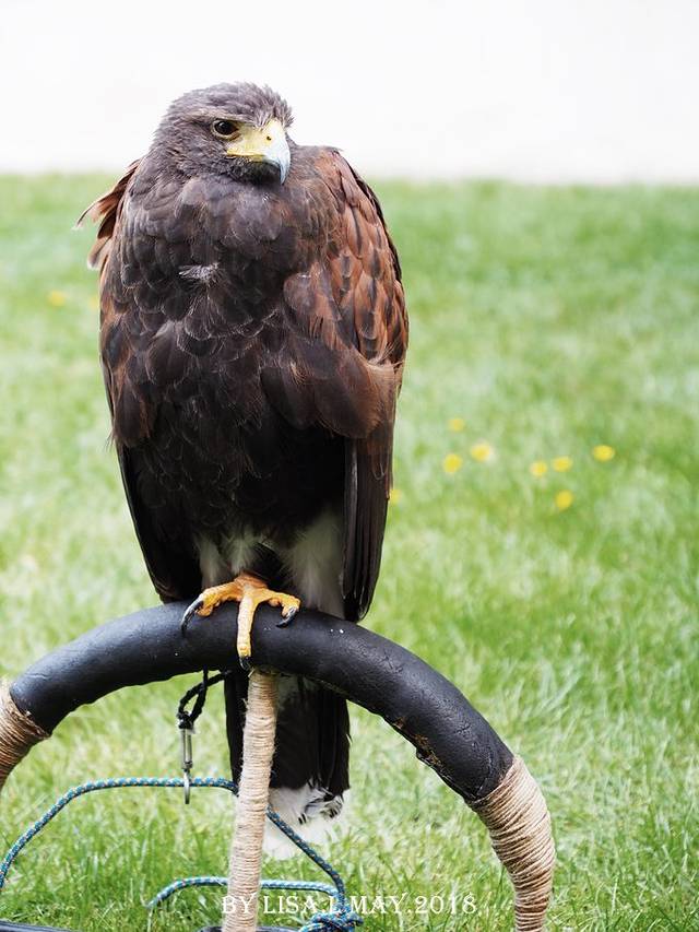 布拉格城堡皇家御花园