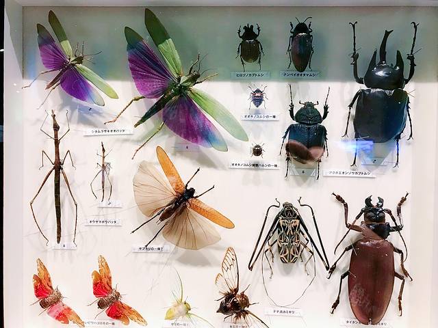 国立科学博物馆