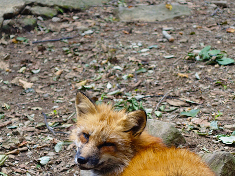 21宫城藏王狐狸村 旅游攻略 门票 地址 问答 游记点评 白石市旅游旅游景点推荐 去哪儿攻略