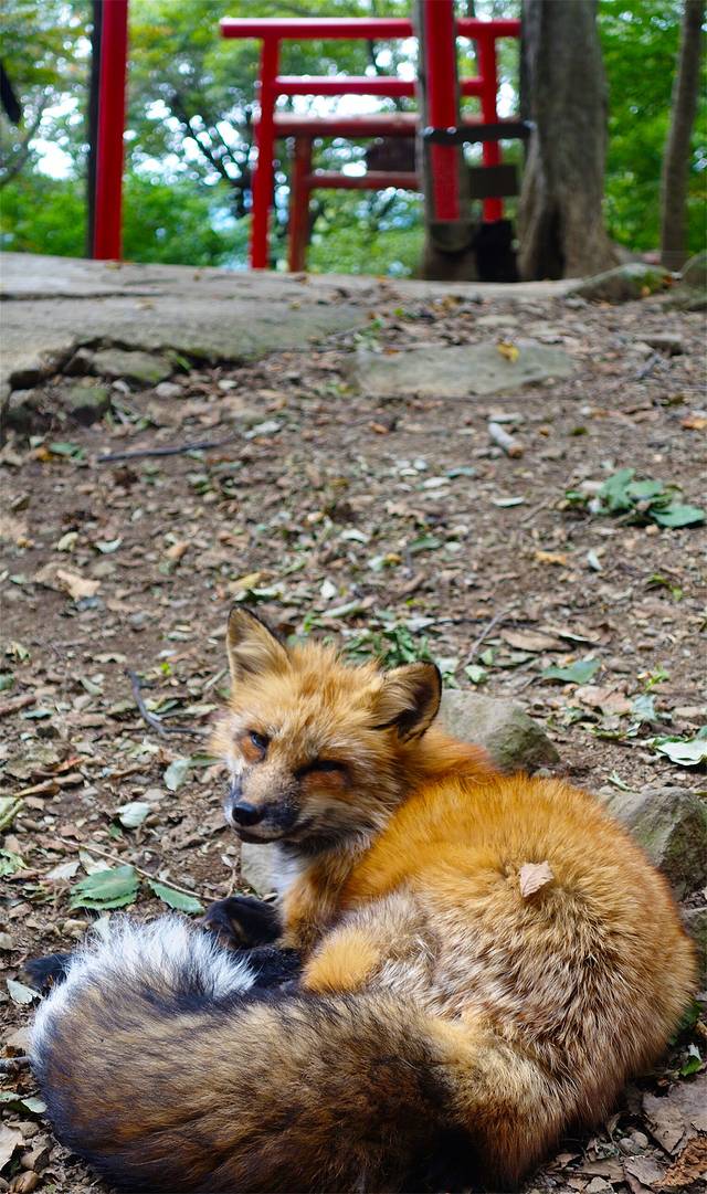 宫城藏王狐狸村