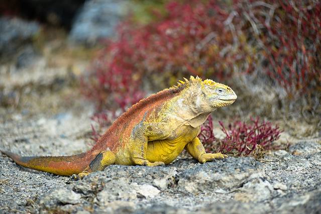 加拉帕戈斯国家公园