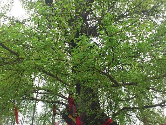 多宝佛塔话珍奇