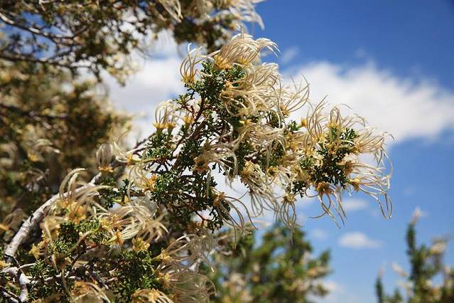 Grand Canyon Field Institute