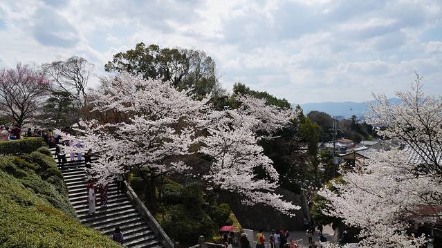 浪漫四月樱花现,动漫天堂秋叶原。