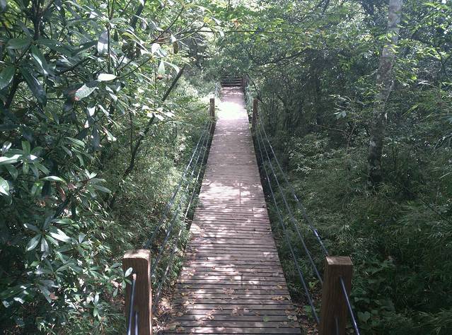 大风堡原始森林