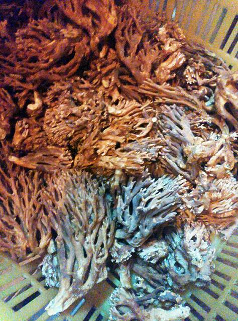 游记详情 走之前我们专门去了南门口菜市场,就为了银鱼和鸡爪菌,转了