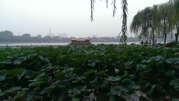 大明湖的夏雨荷_大明湖一年收入多少钱(3)