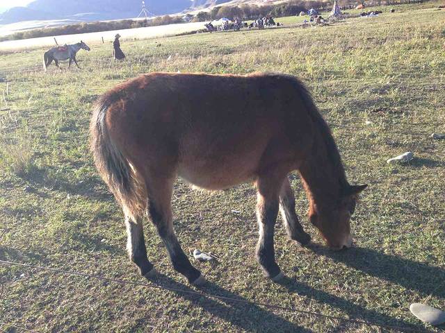 当周草原风景区