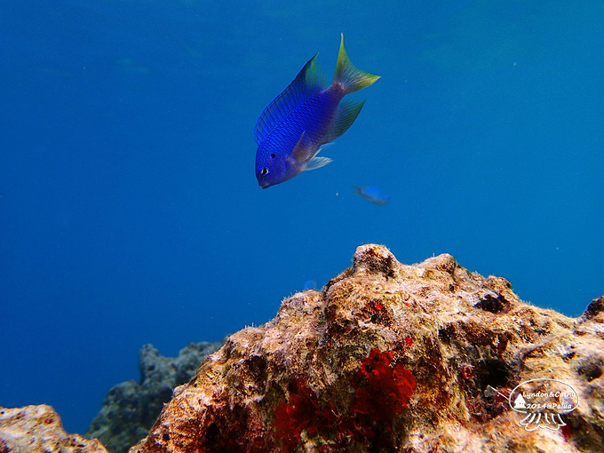 面朝大海--帕劳之行
