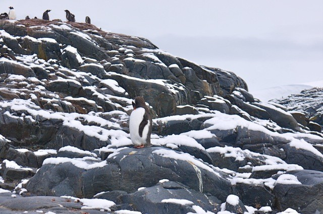 洛克罗伊英国站图片