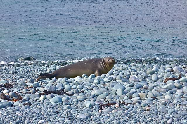 南极的原住民们图片