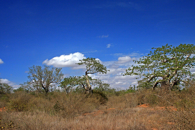 走在安哥拉(大波美图来袭)