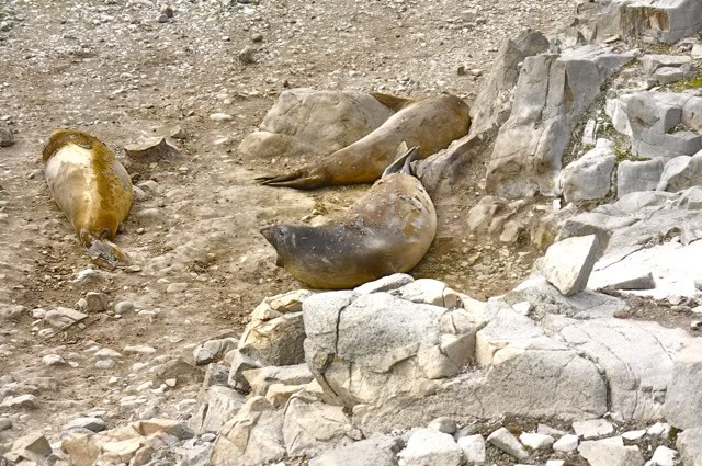 南极的原住民们图片