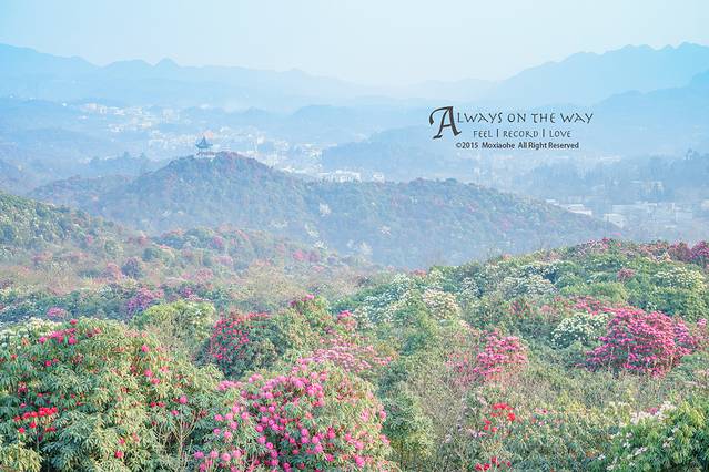 百里杜鹃风景区
