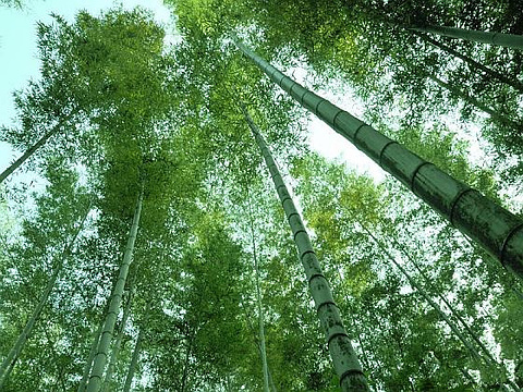 2021蔡伦竹海-旅游攻略-门票-地址-问答-游记点评,耒阳旅游旅游景点推荐-去哪儿攻略