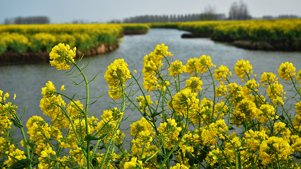 千岛菜花风景区