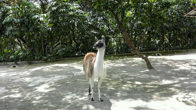 深圳野生动物园