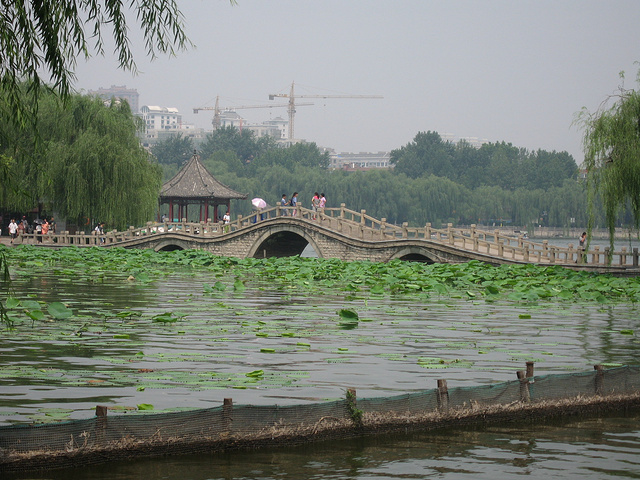 大明湖的夏雨荷_大明湖一年收入多少钱(3)